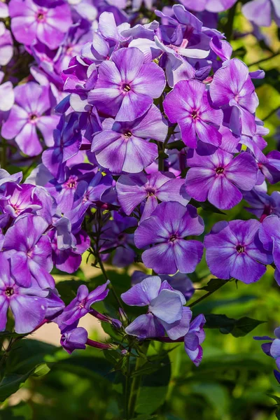 Kwiaty Phlox Paniculata Różnych Odmian Bliska Tło Kwiatowe — Zdjęcie stockowe