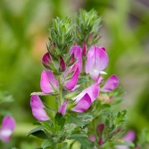 Field Restharrow Ononis Arvensis Jardín Bee Flower Ononis Arvensis Cultivo — Foto de Stock