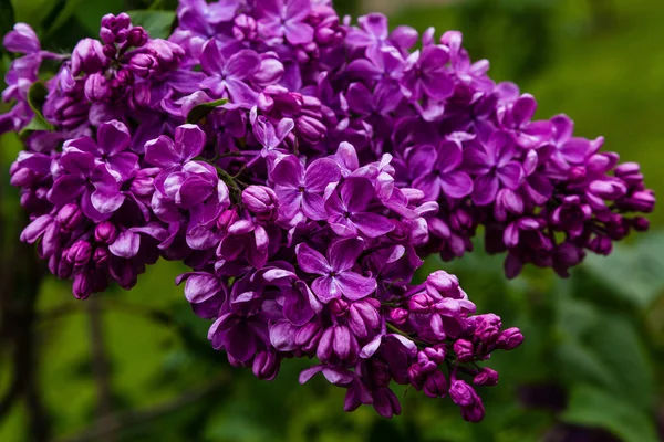 庭にライラック シリンガ を咲かせます 自然の背景に美しい紫色のライラックの花 — ストック写真