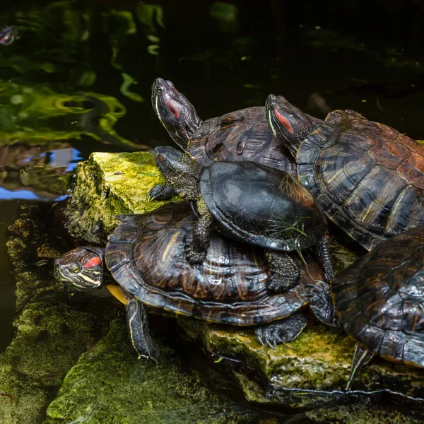 Tartarugas Bonitas Água — Fotografia de Stock