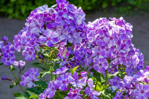 Kwiaty Phlox Paniculata Różnych Odmian Bliska Tło Kwiatowe — Zdjęcie stockowe