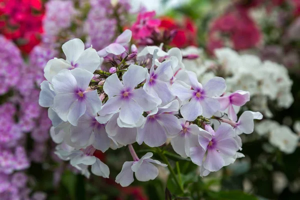 Цветки Phlox Paniculata Различных Сортов Крупным Планом Цветочный Фон — стоковое фото