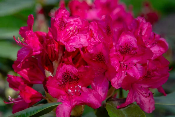 Kwitnące Rododendrony Wiosennym Ogrodzie — Zdjęcie stockowe