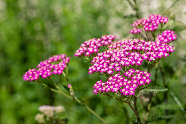 Kırmızı yarrow (lat. Achillea) bahçede. Bahçede şifalı bitkilerin yetiştirilmesi