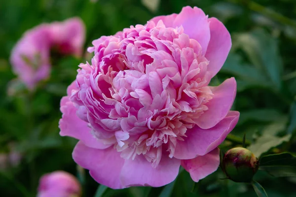 Floração Peônias Rosa Jardim — Fotografia de Stock
