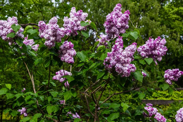 Цветущая Сирень Syringa Саду Красивые Фиолетовые Сиреневые Цветы Естественном Фоне — стоковое фото