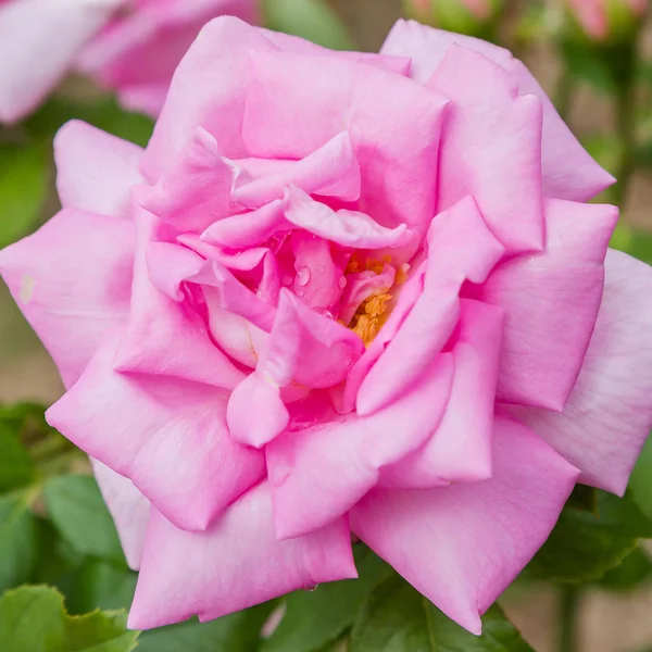 Beautiful pink rose in the garden. Blooming rose flowers in natural background. Floral background