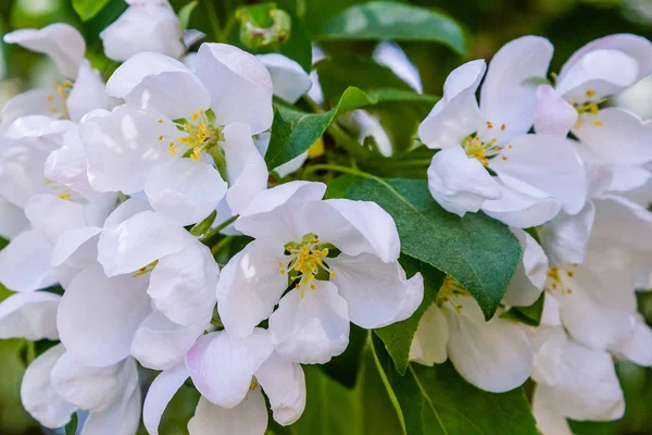 White Apple Flowers Branch Spring Garden Apple Blossom Spring Floral — Stock Photo, Image