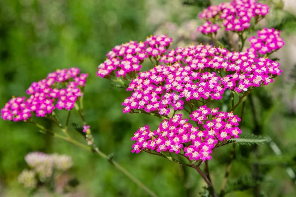 Red Yarrow Lat Achillea Garden Cultivation Medicinal Plants Garden — Stock Photo, Image