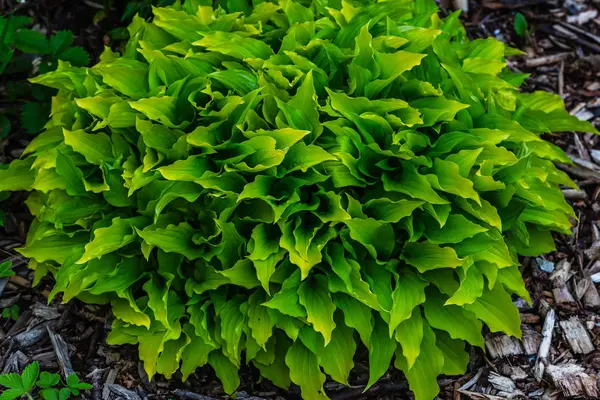 緑のブッシュ ホスタホスタの葉 Hosta 造園公園と庭のデザインのための装飾植物 — ストック写真