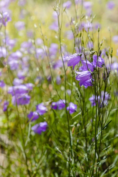 Campanula Patula Atau Menyebar Bellflower Adalah Spesies Tanaman Dari Genus — Stok Foto