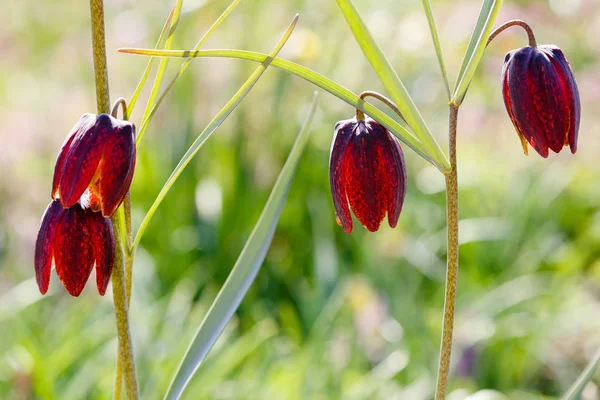 Fritillaria Acmopetata Boiss Vårträdgården Odling Sällsynta Och Unika Lökväxter Trädgården — Stockfoto