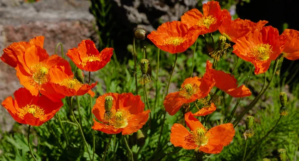 Eschscholzia California Ogrodzie Skalnym Pomarańczowe Kwiaty Maku Kalifornijskiego Ogrodzie Wiosennym — Zdjęcie stockowe