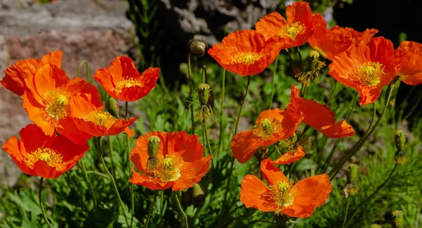 Eschscholzia Californica Jardim Rocha Flores Alaranjadas Papoula Califórnia Jardim Primavera — Fotografia de Stock