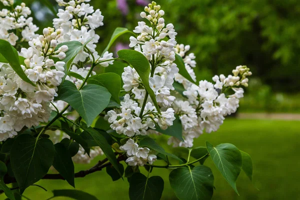 Blommande Lila Syringa Trädgården Vackra Lila Lila Blommor Naturlig Bakgrund — Stockfoto