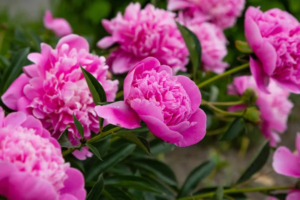 Pivoines Fleuries Dans Jardin — Photo