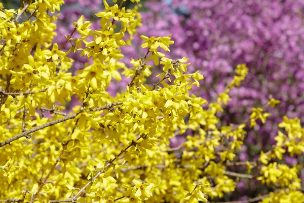 Flowering Yellow Rhododendrons Spring Garden Buds Flowers Rhododendrons Natural Background — Stock Photo, Image