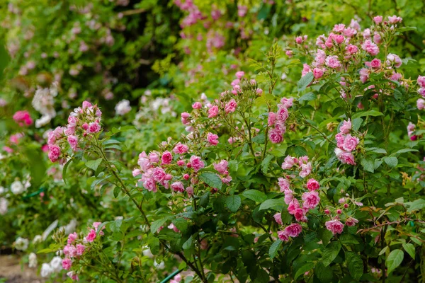 Hermosas Rosas Florecientes Cerca Fondo Naturaleza —  Fotos de Stock