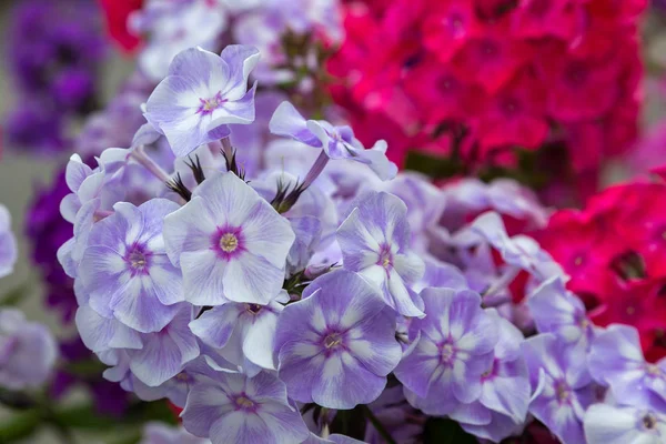 Phlox paniculata çiçekleri yakın. Çiçek arka plan