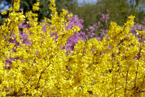 Flowering Yellow Rhododendrons Spring Garden Buds Flowers Rhododendrons Natural Background — Stock Photo, Image