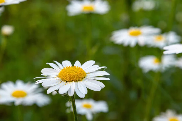 Weiße Gänseblümchen Garten — Stockfoto