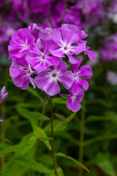 Les Fleurs Phlox Paniculata Différentes Variétés Rapprochent Fond Fleur — Photo