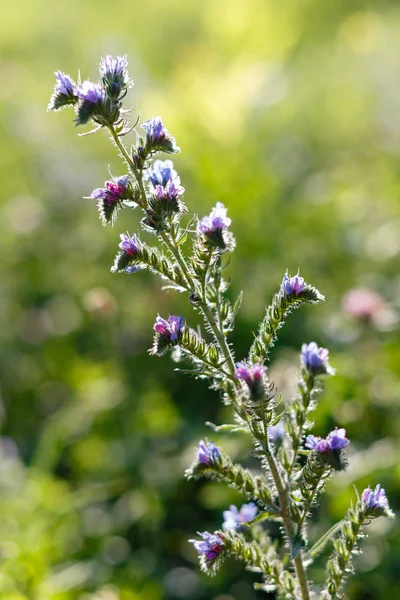 Bee Collecting Nectar Field Plant Echium Vulgare Known Viper Bugloss — Stock Photo, Image