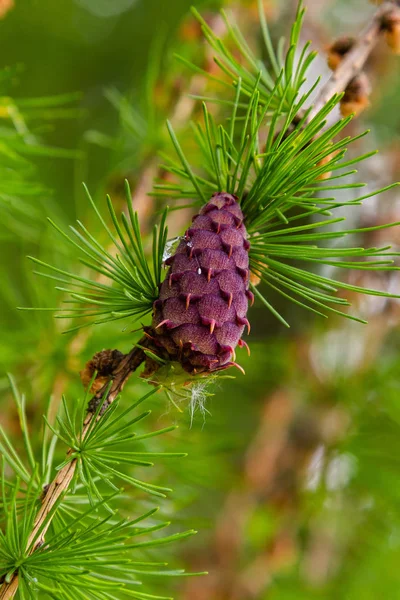 Mélèze Fleurit Mélèze Lat Larix Genre Plantes Ligneuses Famille Des — Photo