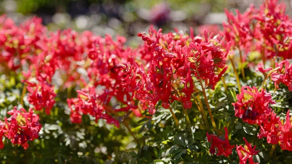 Hollowroot Corydalis Cava Corydalis Cava Red Spring Flowers Corydalis Close — Stock Photo, Image