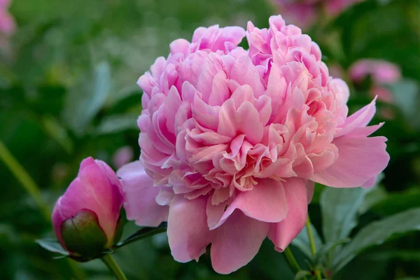 Цветущие Розовые Пионы Саду — стоковое фото