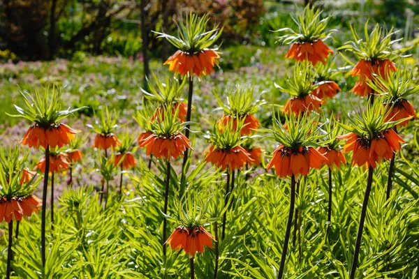 Fritillaria Acmopetata Boiss Весеннем Саду Культивация Редких Уникальных Луковичных Растений — стоковое фото