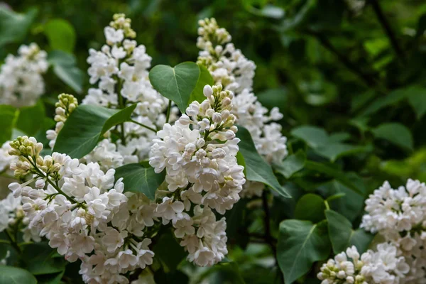 Blühender Flieder Syringa Garten Schöne Lila Lila Blüten Auf Natürlichem — Stockfoto