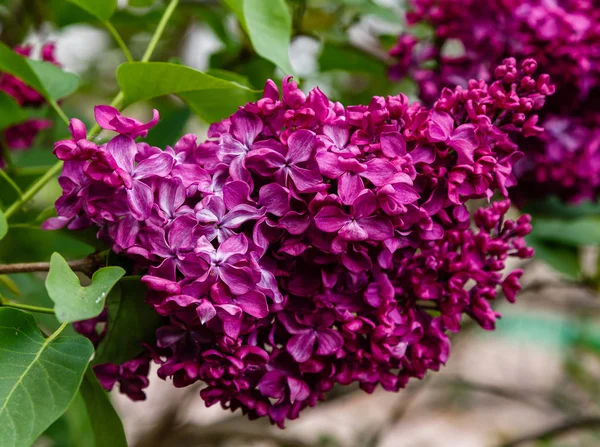 Branches Lilas Sur Fond Parc Jardin Brins Printaniers Lilas Fleurs — Photo