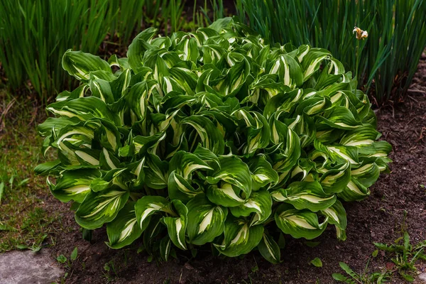 Cespuglio Verde Hosta Hosta Hosta Una Pianta Ornamentale Progettazione Giardini — Foto Stock