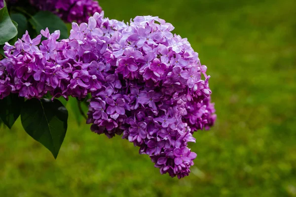 Blooming Lilac Syringa Garden Beautiful Purple Lilac Flowers Natural Background — Stock Photo, Image