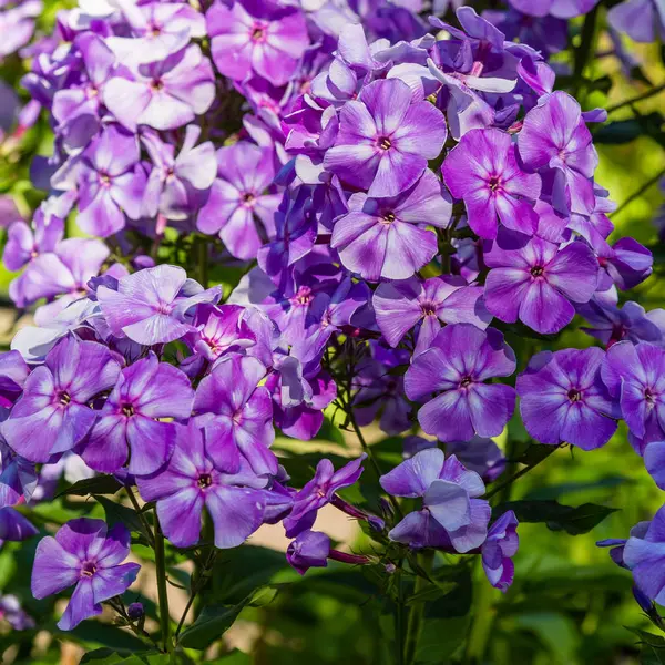 フロックスパニクラタ異なる品種の花がクローズアップ 花の背景 — ストック写真