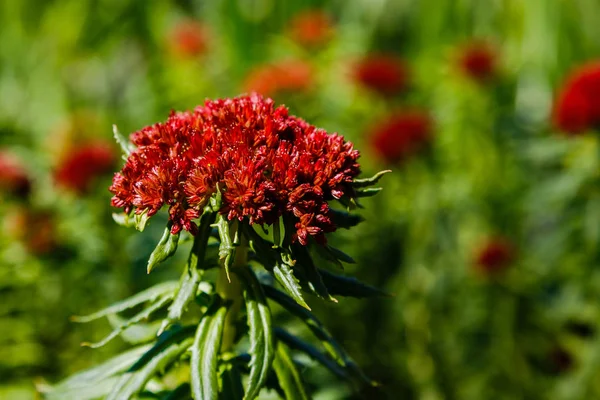 Rhodiola bahar bahçesinde. Bahçede şifalı bitkiler