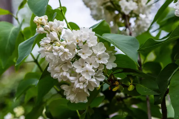 Bahçede Çiçek Açan Leylak Syringa Doğal Arka Planda Güzel Mor — Stok fotoğraf