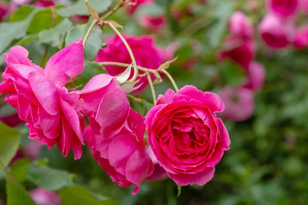 Piękne Kwitnące Róże Bliska Tło Przyrodnicze — Zdjęcie stockowe