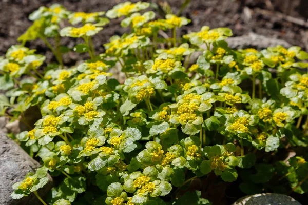 Chrysosplenium Tavaszi Kertben Chrysosplenium Alternifolium Sárga Tavaszi Kis Virágok Alternatív — Stock Fotó