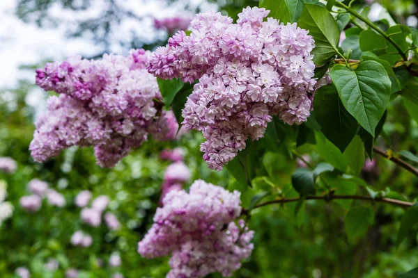 Kwitnący Liliowy Jama Ogrodzie Piękne Fioletowe Kwiaty Bzu Naturalnym Tle — Zdjęcie stockowe