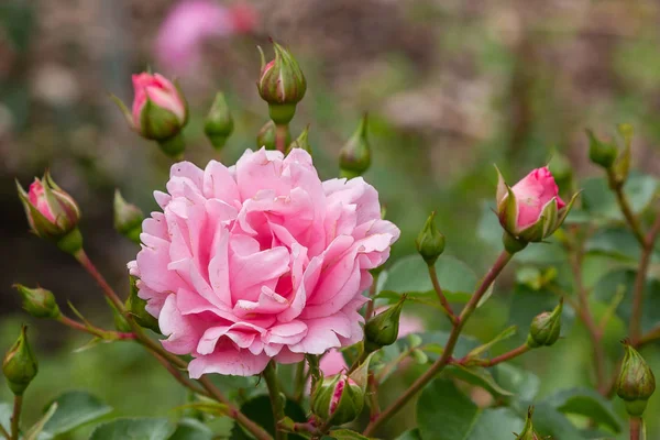 Прекрасні Квітучі Троянди Крупним Планом Фон Природи — стокове фото