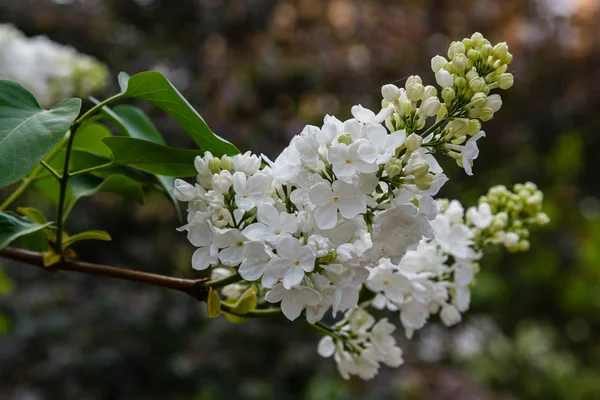 Šeřík Pozadí Parku Nebo Zahrady Jarní Větve Kvetoucí Šev — Stock fotografie