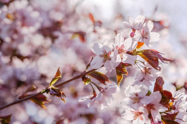 Вишня Цвітіння Або Сакура Квітка Фоні Природи Весняний Квітковий Фон — стокове фото