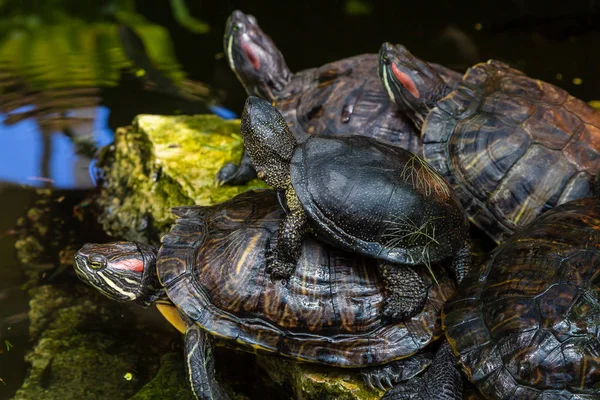 Belles Tortues Dans Eau — Photo