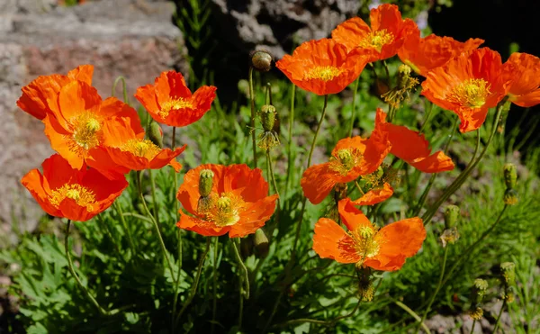 Eschscholzia Californica Rock Garden Orange Flowers California Poppy Spring Garden Stock Photo