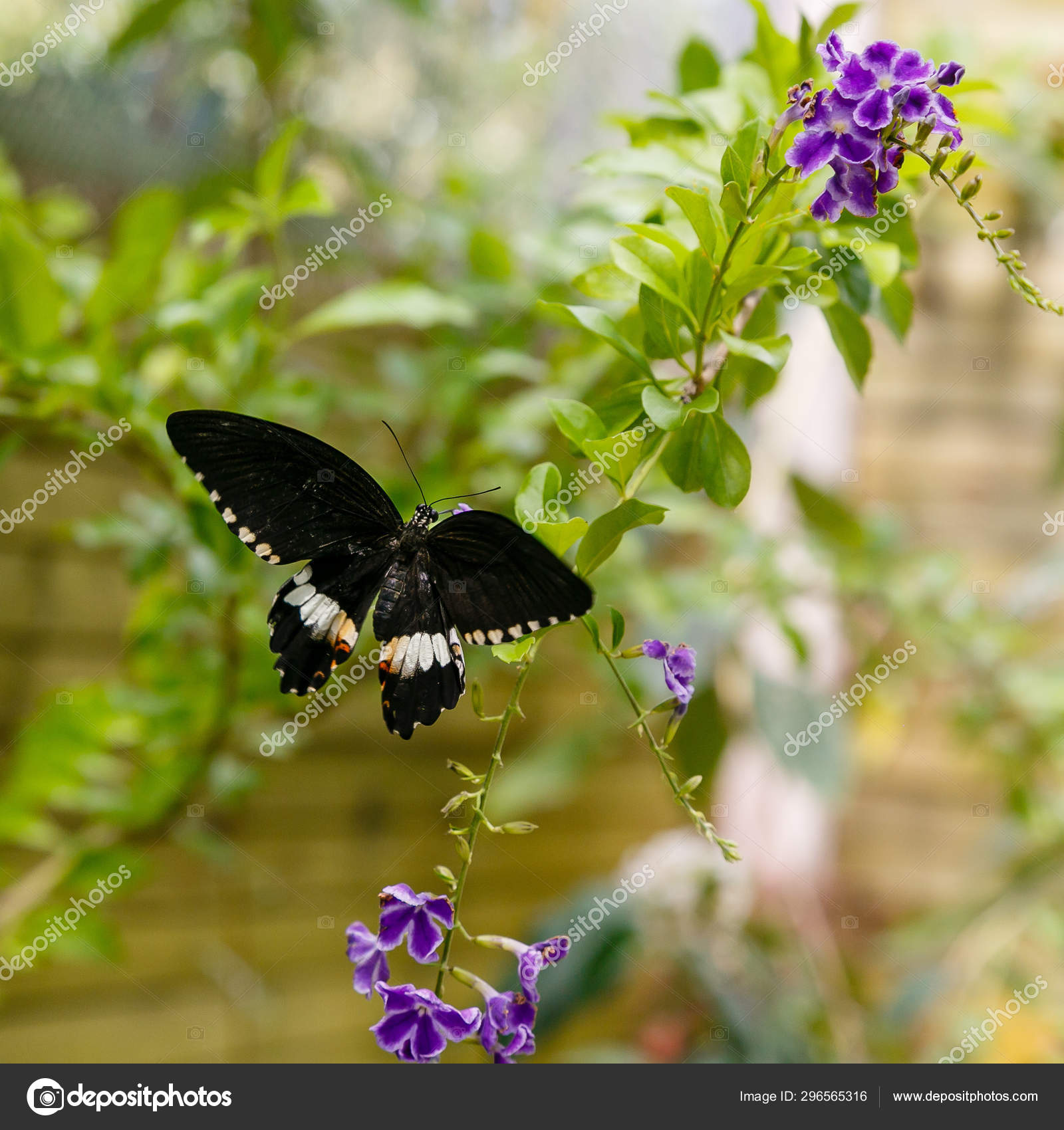Magnifique Papillon Noir Papilio Polytes Butterfly Recueillant Nectar Sur  Une — Photo de stock par ©ovju@yandex.ru - 296565316, image size:1600x1700