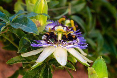 Mavi çiçek veya Passiflora (Passiflora caerulea) içinde tropikal bahçe bırakır. Güzel tutku meyve çiçek ya da Passiflora (Passifloraceae). Passiflora 550 türler bir cinsidir. Evergreen tropik sarmaşık