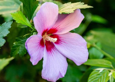 Bahçede ebegümeci çiçeği (Hibiscus gül sinensis). Karkade tropikal bahçe.