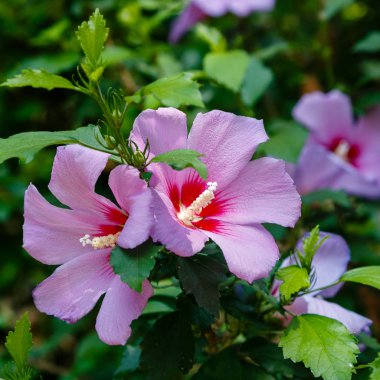 Bahçede ebegümeci çiçeği (Hibiscus gül sinensis). Karkade tropikal bahçe.